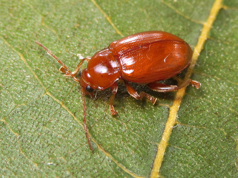 Chrysomelidae alticino: Neocrepidodera impressa (cfr.)